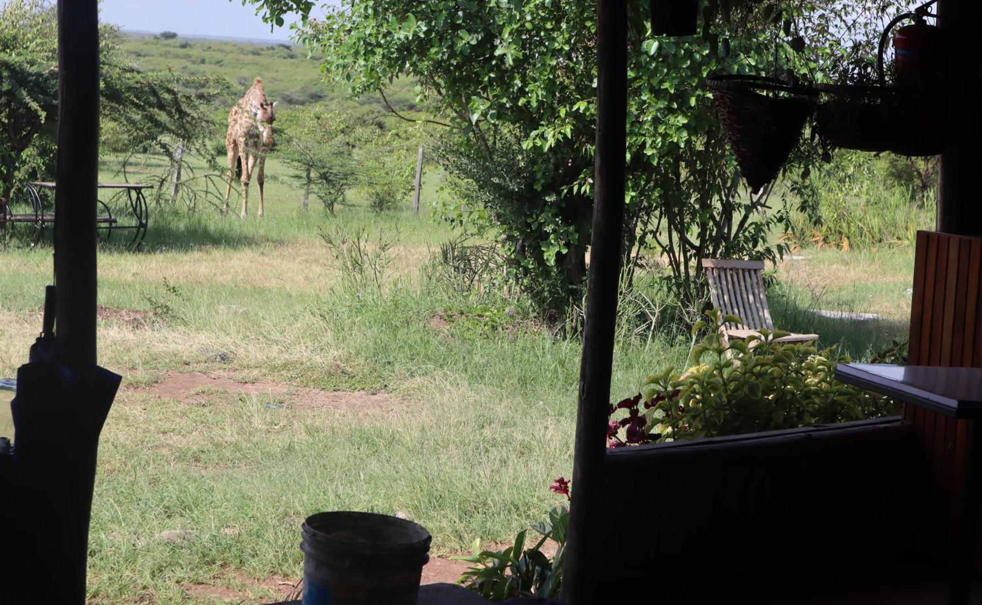 Kambu Mara Camp Hotel Sekenani Exterior foto